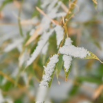 Major_Cold_Ushers_in_Spring_Festival_Preparations_Across_China video poster