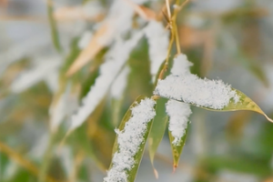 Major_Cold_Ushers_in_Spring_Festival_Preparations_Across_China video poster