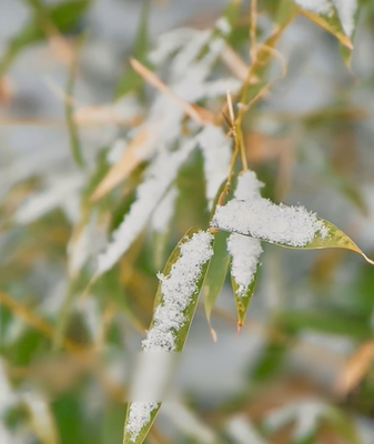 Major_Cold_Ushers_in_Spring_Festival_Preparations_Across_China video poster