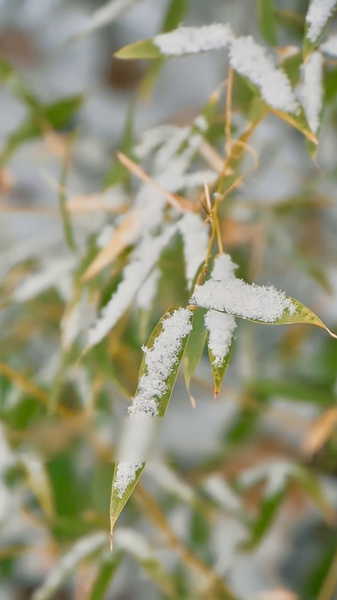 Major_Cold_Ushers_in_Spring_Festival_Preparations_Across_China video poster