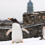 Nanjing_Penguins_Delight_in_Rare_Snow_Adventure
