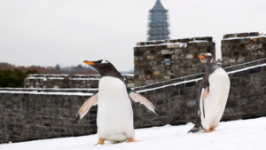 Nanjing_Penguins_Delight_in_Rare_Snow_Adventure