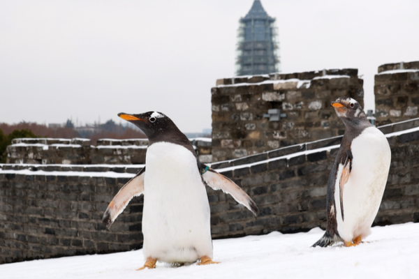 Nanjing_Penguins_Delight_in_Rare_Snow_Adventure