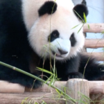 New_Giant_Pandas_Debut_in_Malaysia__Strengthening_Sino_Malaysian_Ties video poster