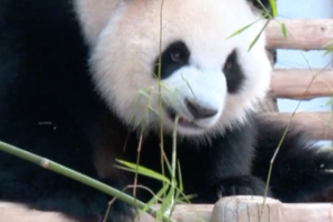 New_Giant_Pandas_Debut_in_Malaysia__Strengthening_Sino_Malaysian_Ties video poster