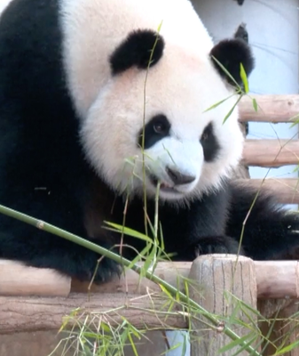 New_Giant_Pandas_Debut_in_Malaysia__Strengthening_Sino_Malaysian_Ties video poster