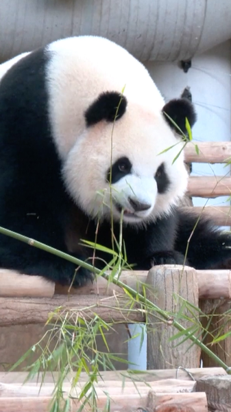 New_Giant_Pandas_Debut_in_Malaysia__Strengthening_Sino_Malaysian_Ties video poster