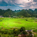 New_Lemon_Scented_Plant_Species_Discovered_in_China_s_Guizhou