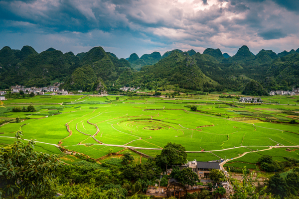 New_Lemon_Scented_Plant_Species_Discovered_in_China_s_Guizhou