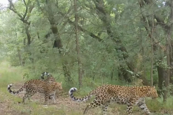 North_China_Leopard_Habitat_Expands_15km_in_Gansu_Conservation_Win video poster