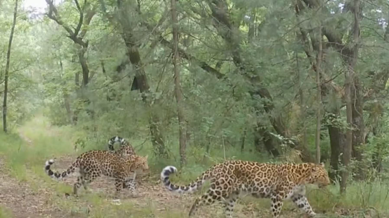 North_China_Leopard_Habitat_Expands_15km_in_Gansu_Conservation_Win video poster