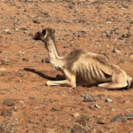 Northern_Kenya_s_Drought_Crisis__Pastoral_Mobility_Key_to_Survival