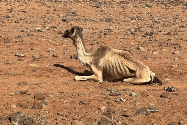 Northern_Kenya_s_Drought_Crisis__Pastoral_Mobility_Key_to_Survival