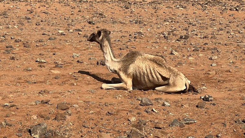 Northern_Kenya_s_Drought_Crisis__Pastoral_Mobility_Key_to_Survival