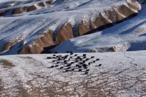 Over_100_Wild_Yaks_Spotted_in_Gansu__Signaling_Ecological_Revival video poster
