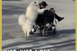 Tianjin’s Four-Legged Caregiver Captivates China as Unlikely Retirement Companion video poster