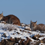Rare_Eurasian_Lynx_Spotted_in_Xinjiang_s_Karamay_for_First_Time video poster
