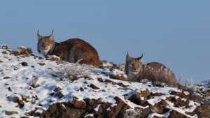 Rare_Eurasian_Lynx_Spotted_in_Xinjiang_s_Karamay_for_First_Time video poster