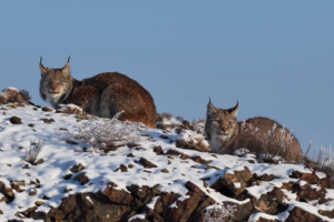 Rare_Eurasian_Lynx_Spotted_in_Xinjiang_s_Karamay_for_First_Time video poster