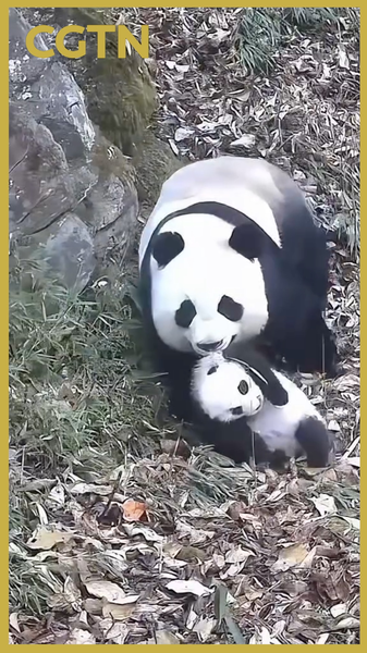 Rare_Panda_Motherhood_Moments_Captured_in_Sichuan_Forests video poster