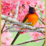 Rare_Sunbird_Sighted_in_Yunnan_Highlights_Biodiversity video poster