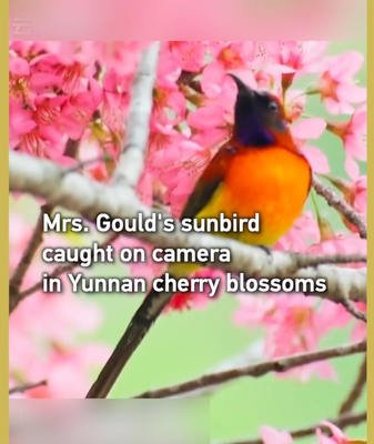 Rare_Sunbird_Sighted_in_Yunnan_Highlights_Biodiversity video poster