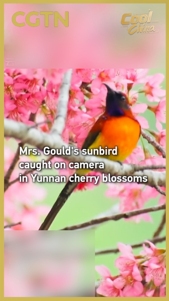 Rare_Sunbird_Sighted_in_Yunnan_Highlights_Biodiversity video poster