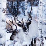 Reindeer_Bridges__Cultural___Economic_Ties_Between_Finland_and_China_Flourish_in_2026 video poster