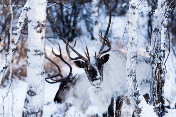 Reindeer_Bridges__Cultural___Economic_Ties_Between_Finland_and_China_Flourish_in_2026 video poster