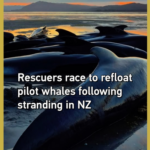 Rescuers_Race_to_Refloat_Stranded_Pilot_Whales_in_New_Zealand video poster