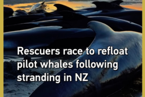 Rescuers_Race_to_Refloat_Stranded_Pilot_Whales_in_New_Zealand video poster