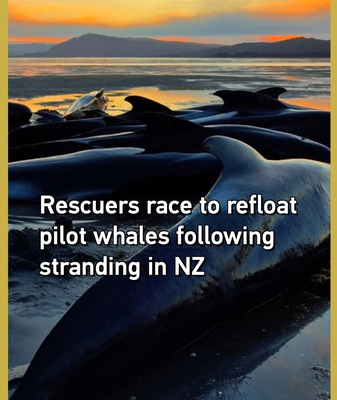 Rescuers_Race_to_Refloat_Stranded_Pilot_Whales_in_New_Zealand video poster