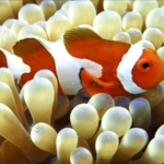 Sansha_Series_Explores_Clownfish_Gender_Dynamics_in_Coral_Reefs video poster