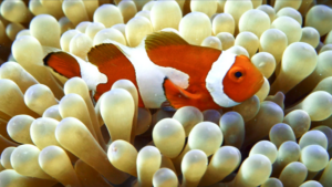 Sansha_Series_Explores_Clownfish_Gender_Dynamics_in_Coral_Reefs video poster
