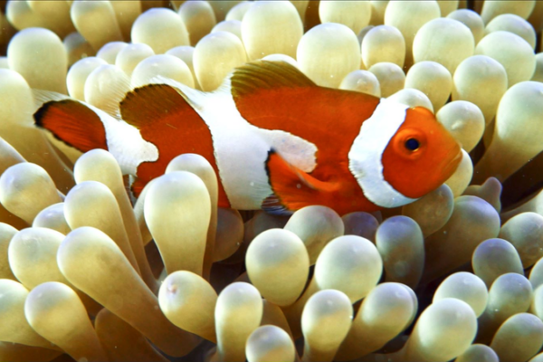 Sansha_Series_Explores_Clownfish_Gender_Dynamics_in_Coral_Reefs video poster