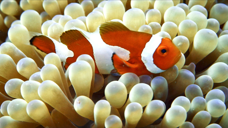 Sansha_Series_Explores_Clownfish_Gender_Dynamics_in_Coral_Reefs_poster - Khabar Asia Sansha_Series_Explores_Clownfish_Gender_Dynamics_in_Coral_Reefs video poster