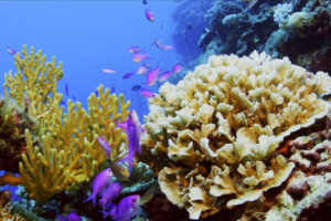 Sansha_s_Coral_Reefs_Showcase_Biodiversity_Amid_Conservation_Efforts video poster