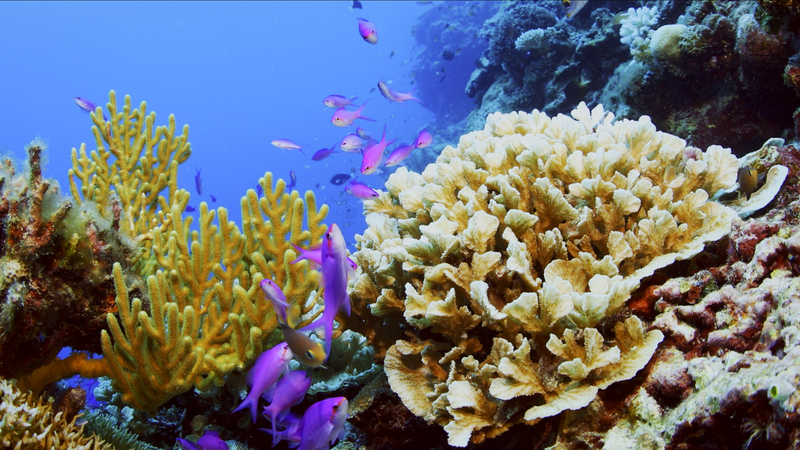 Sansha_s_Coral_Reefs_Showcase_Biodiversity_Amid_Conservation_Efforts video poster
