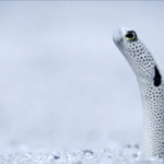 Sansha_s_Underwater_Gardens__The_Enigmatic_Life_of_Garden_Eels video poster