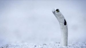 Sansha_s_Underwater_Gardens__The_Enigmatic_Life_of_Garden_Eels video poster