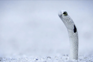 Sansha_s_Underwater_Gardens__The_Enigmatic_Life_of_Garden_Eels video poster