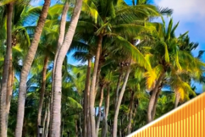 Sanya_s_Coconut_Dream_Corridor__Winter_Sun_Haven_in_Hainan video poster