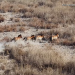 Science_Led_Efforts_Safeguard_212_Przewalski_s_Horses_in_NW_China_s_Harsh_Winter_poster - Khabar Asia Science_Led_Efforts_Safeguard_212_Przewalski_s_Horses_in_NW_China_s_Harsh_Winter video poster
