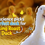 Science_Meets_Tradition__How_CT_Scans_Craft_Perfect_Peking_Duck video poster