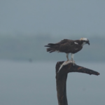 Smart_Monitoring_Safeguards_Rare_Migratory_Birds_in_Zhejiang video poster