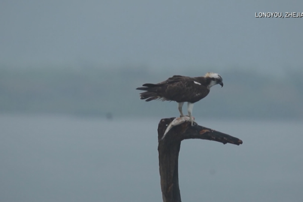 Smart_Monitoring_Safeguards_Rare_Migratory_Birds_in_Zhejiang video poster
