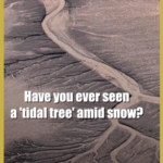 Snow_Covered__Tidal_Trees__Emerge_on_China_s_Qiantang_River video poster