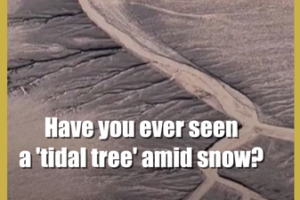 Snow_Covered__Tidal_Trees__Emerge_on_China_s_Qiantang_River video poster