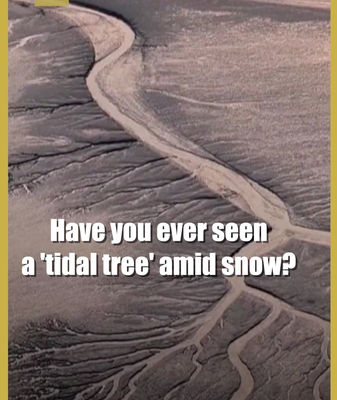 Snow_Covered__Tidal_Trees__Emerge_on_China_s_Qiantang_River video poster