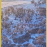 Snowfall_Transforms_Inner_Mongolia_s_Sacred_Poplars_into_Winter_Wonderland video poster